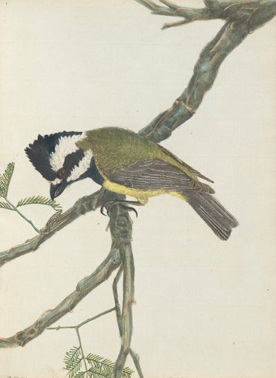 Crested shrike from Birds of New South Wales with their natural history by John Lewin by John William Lewin